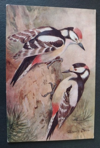 Bird postcard pied - bird, postcard,