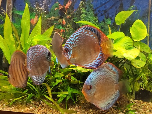 Used aquarium fish tank with
