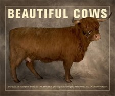 Beautiful Cows by Porter