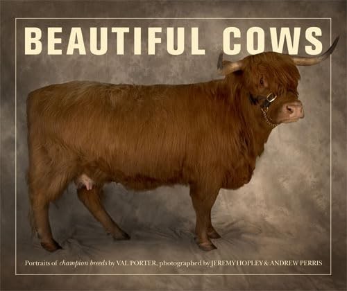 Beautiful cows porter - beautiful,