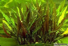 CRYPTOCORYNE UNDULATUS