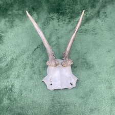 Small Roe Deer Skull Antlers