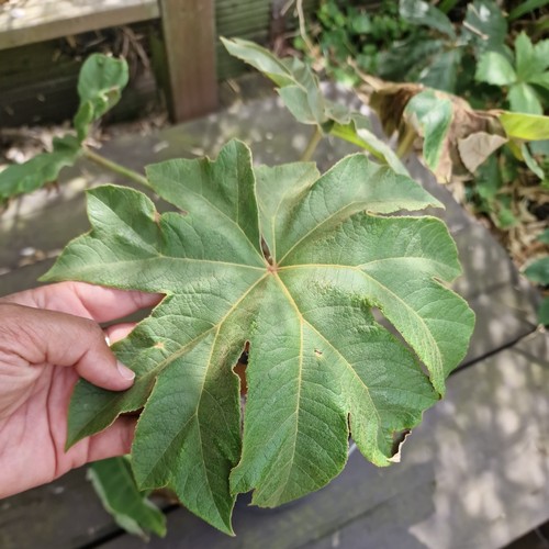 Rice paper plant - paper,