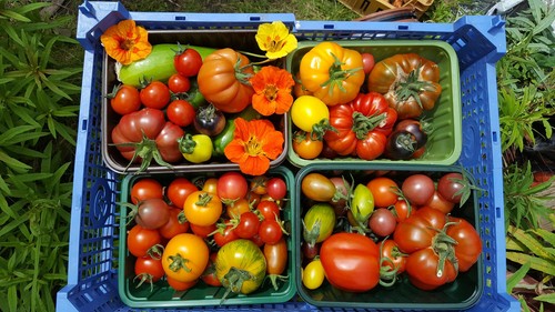 Fourteen packs tomato - of,