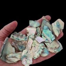Pcs abalone shell irregular - pcs,