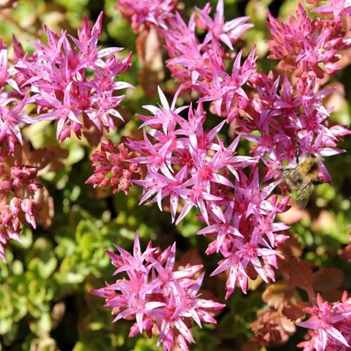 Rare sedum stoloniferum - sedum,