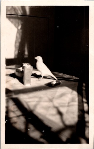 Vintage snapshot - b&w,