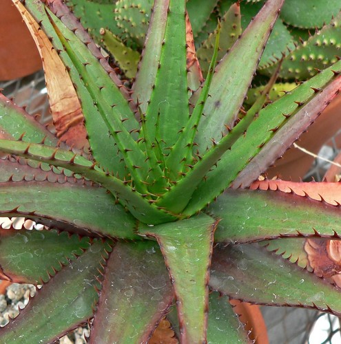 Aloe broomii rare snake - aloe,