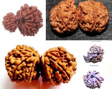 NEPALESE RUDRAKSHA RUDRAKSH GAURI SHANKAR GANESHA DOUBLE GANESH GARBH GAURI SHIV