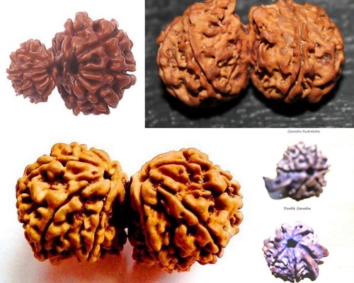 Nepalese rudraksha rudraksh - rudraksha,