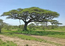 Acacia tortilis, Umbrella