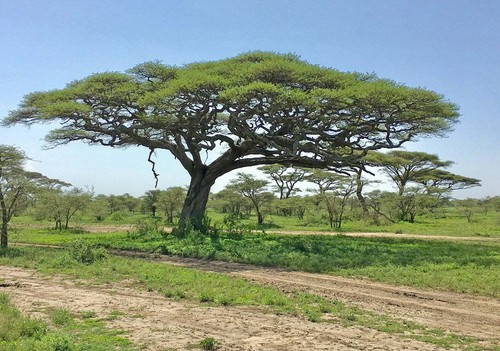 Acacia tortilis umbrella - acacia, tortilis,