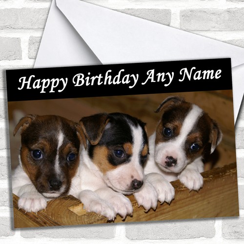 Jack russell puppy dogs - jack,