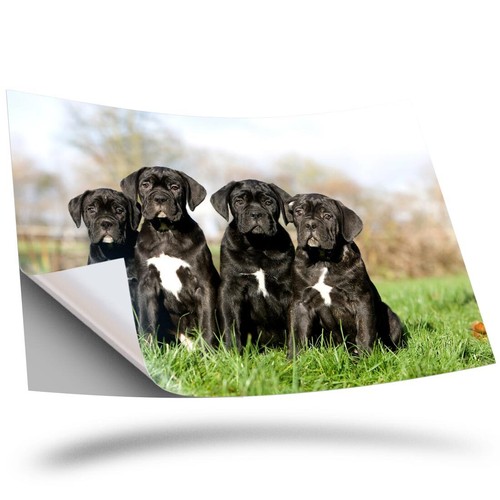 Vinyl sticker cane - 1x, corso
