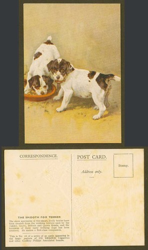 Smooth fox terrier dog puppy - fox, terrier,