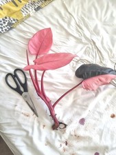 Philodendron Pink Princess-stunning variegation- 1 leaf cutting random selection