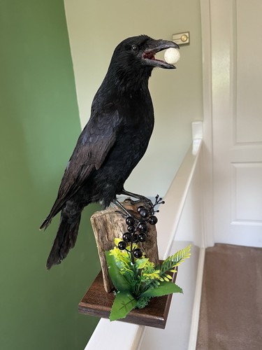 Taxidermy crow this not a - is,