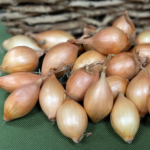 Radar over wintering onion - radar,