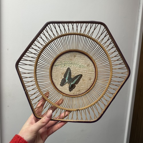 Vintage taxidermy butterfly - vintage,