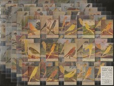 SPRATTS-FULL SET- BRITISH BIRD SERIES 1935 (NUMBERED K100 CARDS) ALL SCANNED