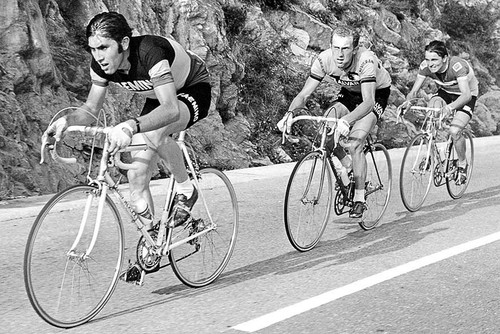 Eddy merckx cycling poster - eddy,
