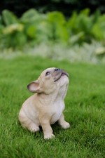 Howling French Bulldog Puppy