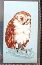 TETLEY (TEA CARD)-BRITISH