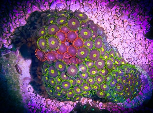 Saf 2 5 in - in, zoanthid