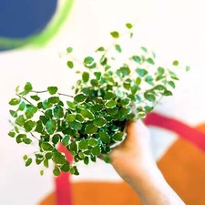 Ficus pumila 'White Sunny' - Creeping Fig