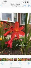 Crocosmia Coral Sea x 4 corms/plants