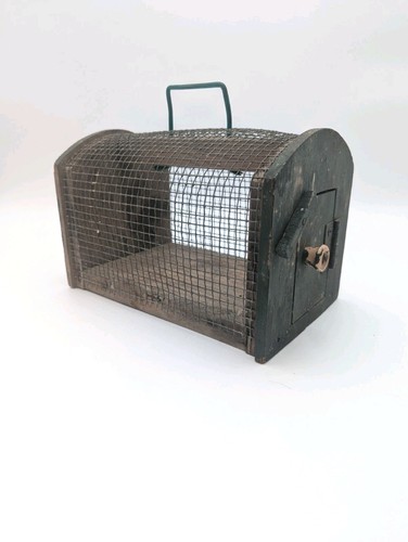 Vintage cricket critter or - vintage, critter,