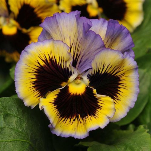 Flower pansy winter frizzle - winter,