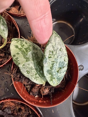 Hoya lacunosa army - hoya,