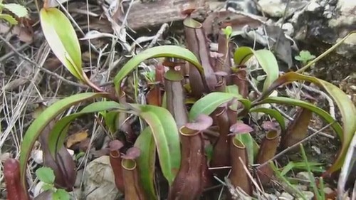 Seeds nepenthes gracilis - 5,