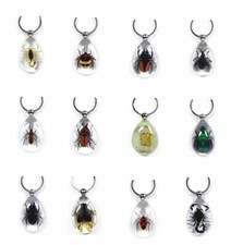 Real Insect Key Ring Chain