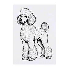 'Standard Poodle' Temporary