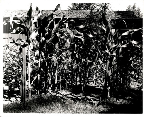 Lg91 1970 original photo - lg91,