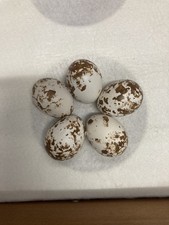 Replica sparrowhawk eggs - replica,
