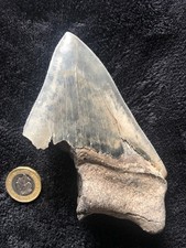 Megalodon shark tooth