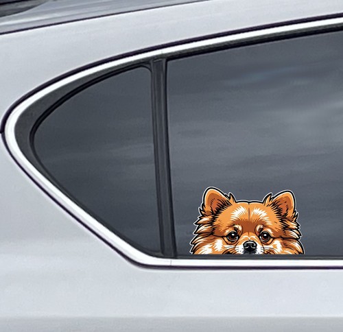 Cute pomeranian dog peeker - cute,