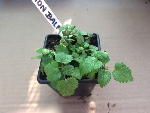 Mixed herb plants - mixed, in