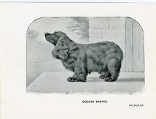 COCKER SPANIEL LITTLE ANTIQUE 1900 DOG ART PRINT