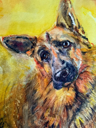Large german shepherd - german,