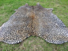 LARGE ! LEOPARD print printed