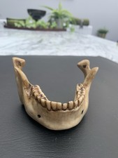 Vintage Human Skeleton Jawbone Resin Medical Teaching Aid Collectible