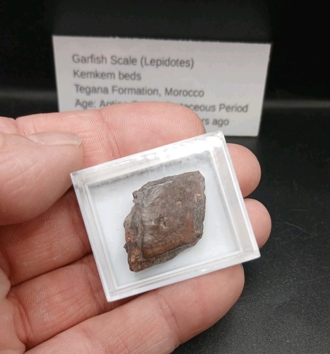Fossil fish scale - , garfish
