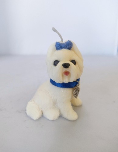 Cute little maltese - cute,
