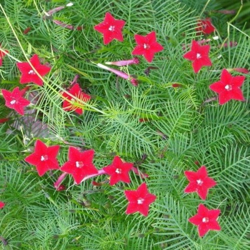 Cypress vine red seeds - cypress,