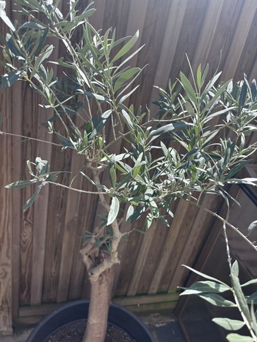 Cheap olive tree chunky trunk - olive,