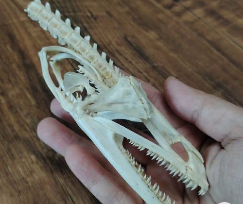 Natural muraenidae skull fish - natural,